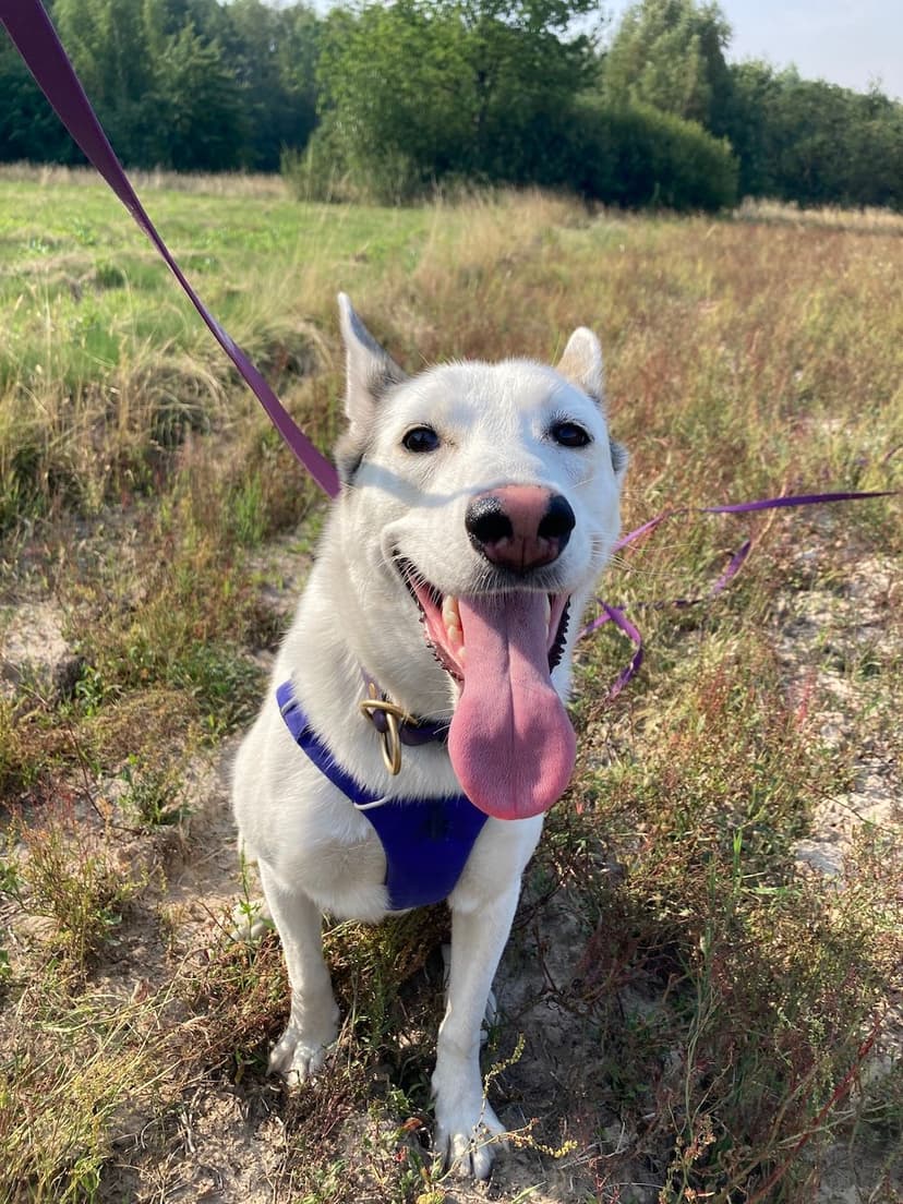 article 4 title preview